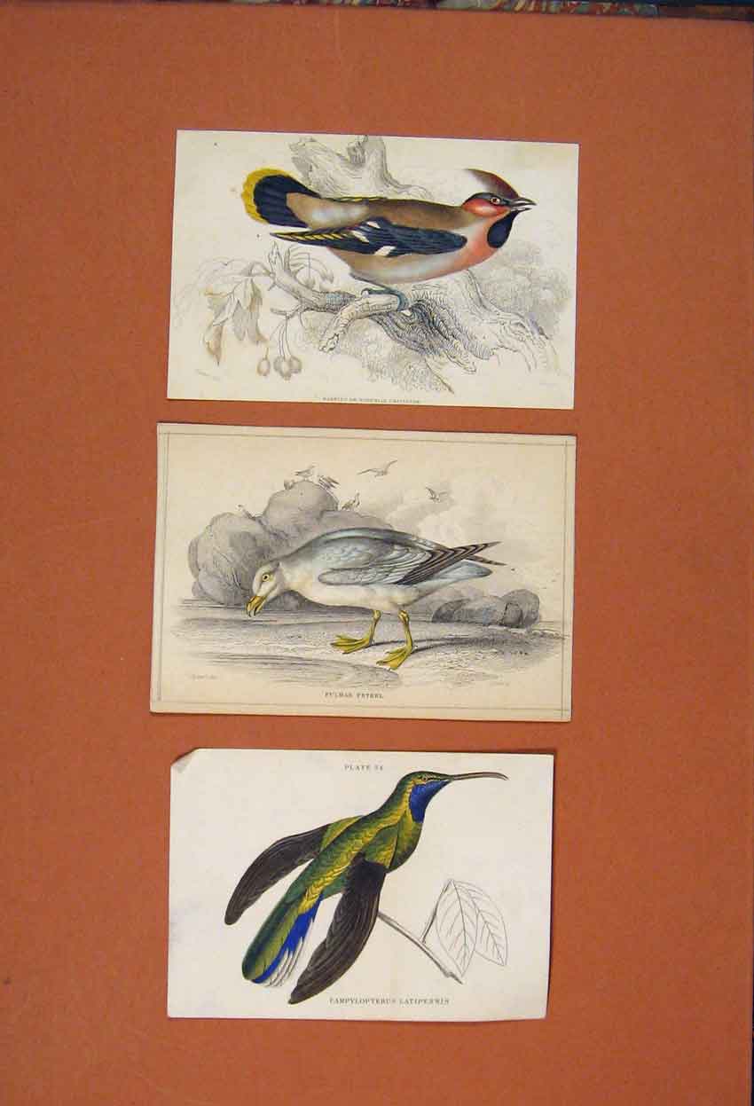 Old Antique Print Bird Fulmar Petrel Campylpterus Latipennis Waxing Chatt