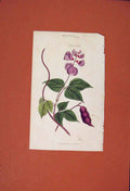 Original Old Antique Print Botany Flower Plant Dolichos Lablab Color