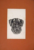 Original Old Antique Print Sketch Drawing Dog Face Fine Art Hound C1881 19th