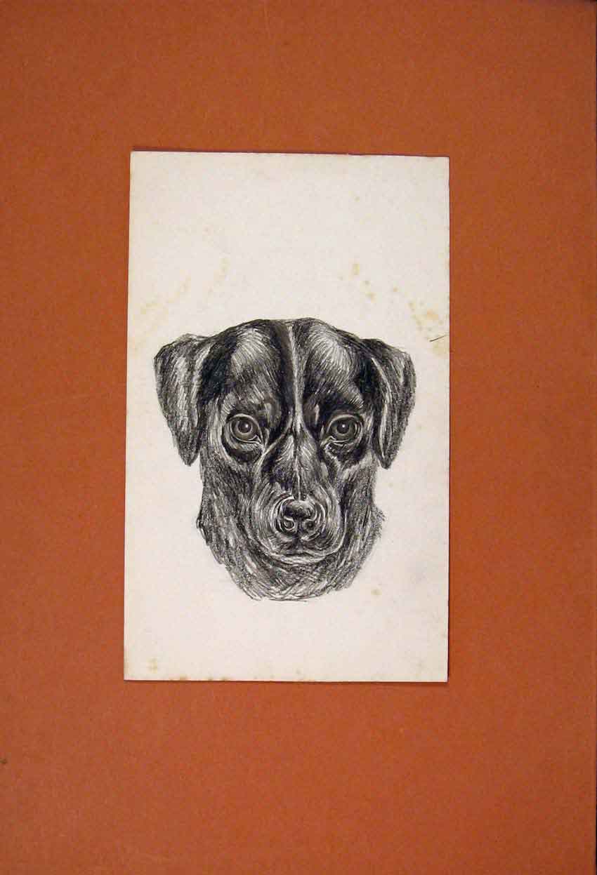 Original Old Antique Print Sketch Drawing Dog Face Fine Art Hound C1881 19th