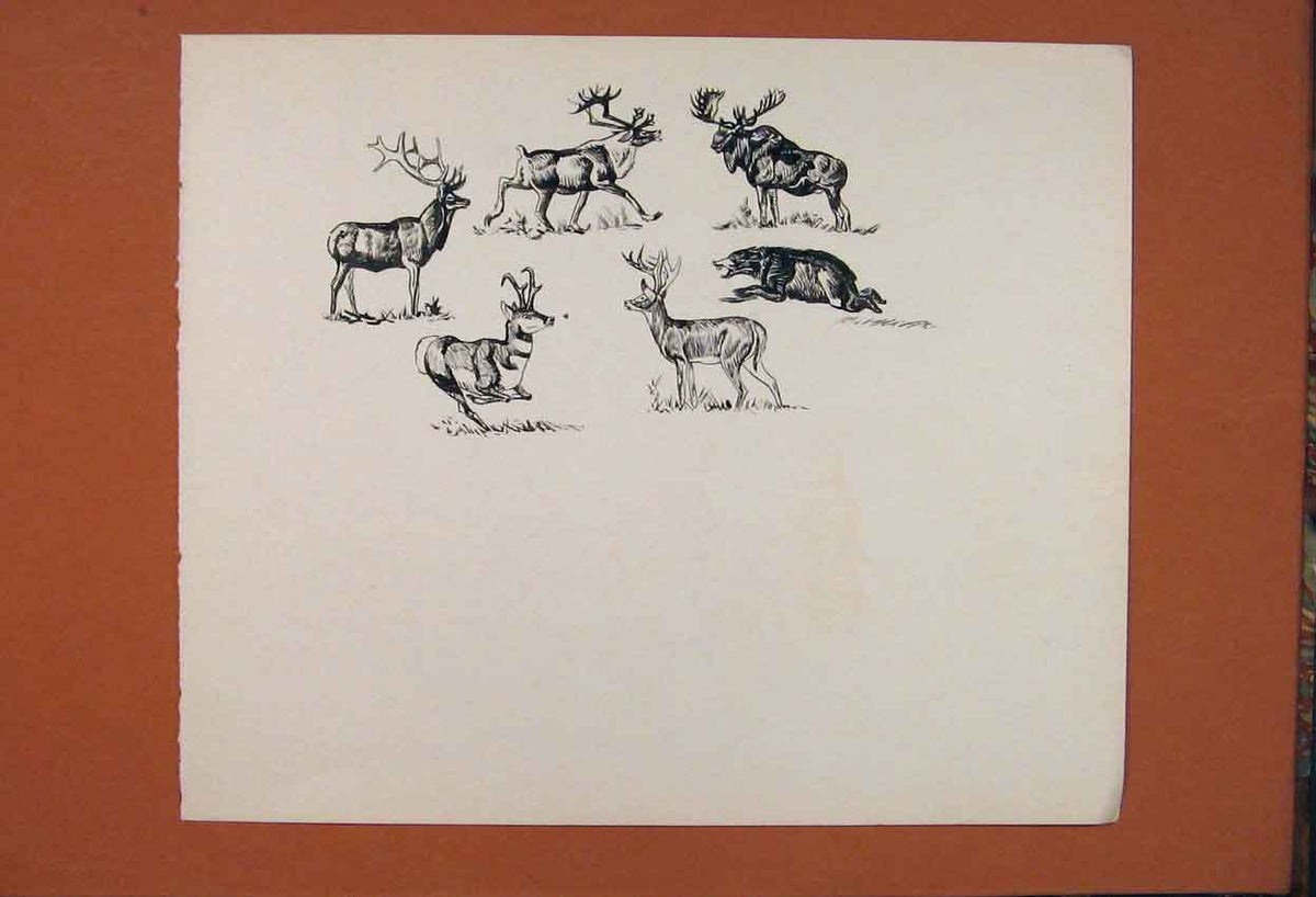 Original Old Antique Print Rain Deer Buck Animal Sketch Bear Fine Art