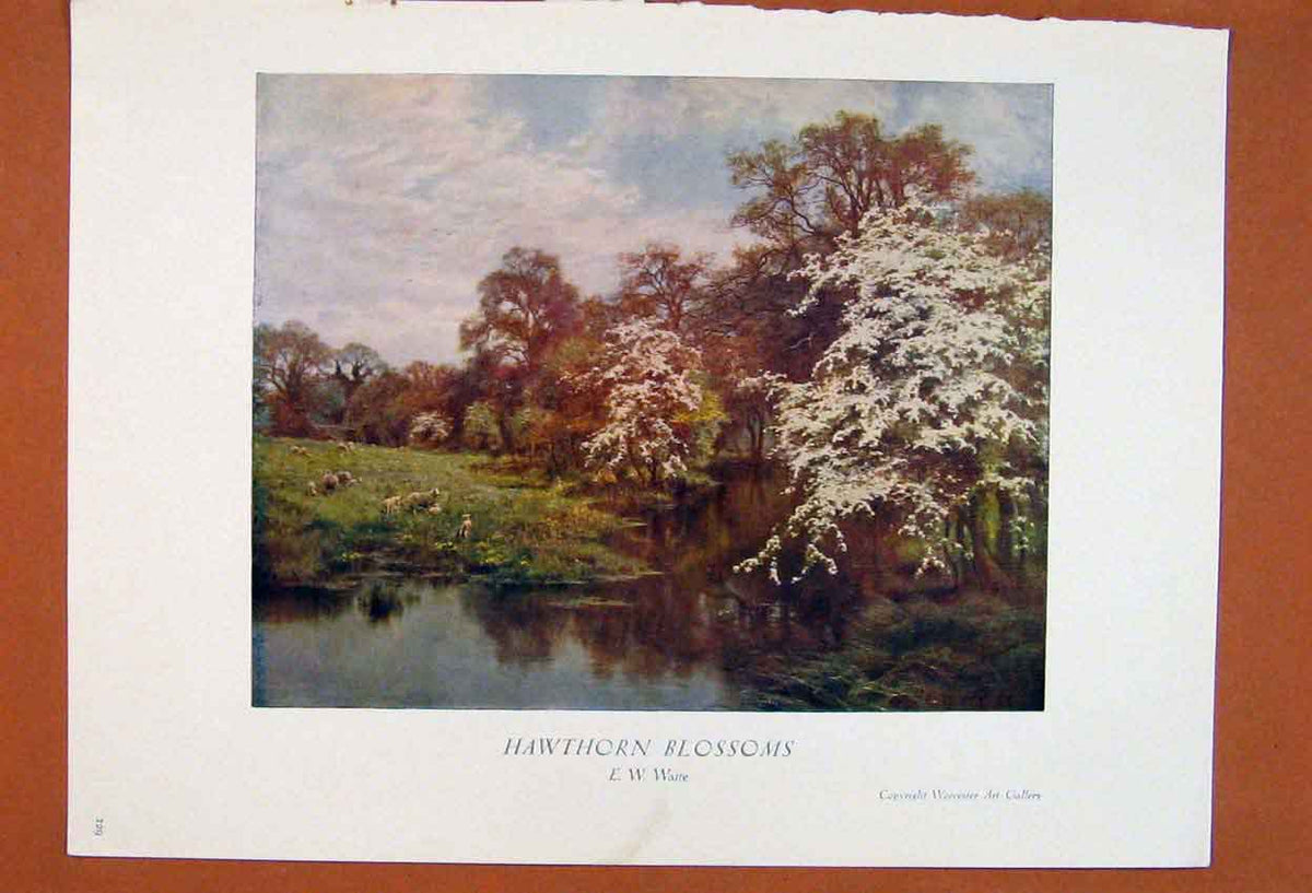 Original Old Antique Print Hawthorn Blossoms British Waite Art