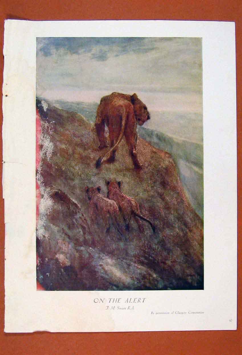 Original Old Antique Print Swan Lion Alert Cubs British Art Painter