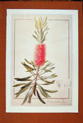 Original Old Antique Print Metrosyderos Glauca Flower Art Color Plant