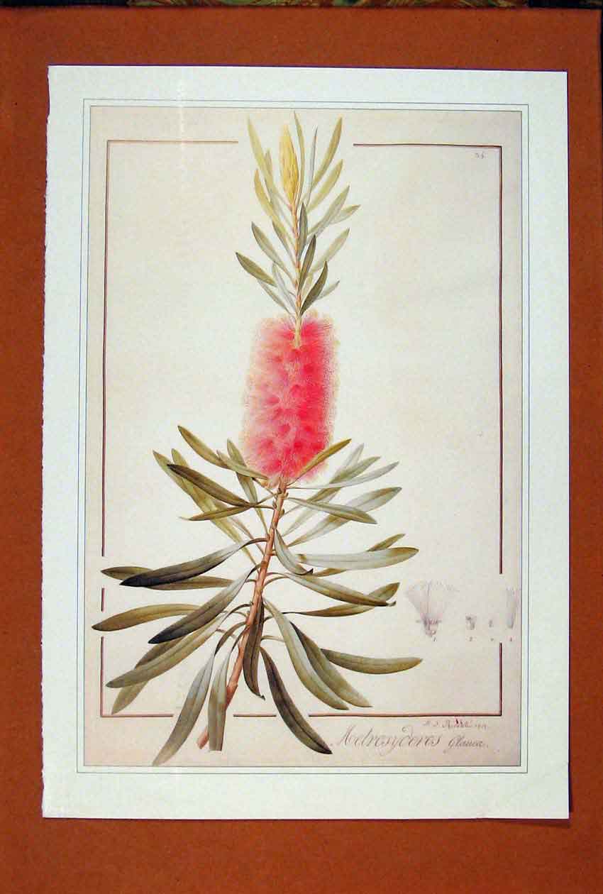 Original Old Antique Print Metrosyderos Glauca Flower Art Color Plant
