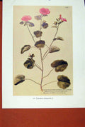 Original Old Antique Print Lavatera Trimestris Flower Plant Bush Color