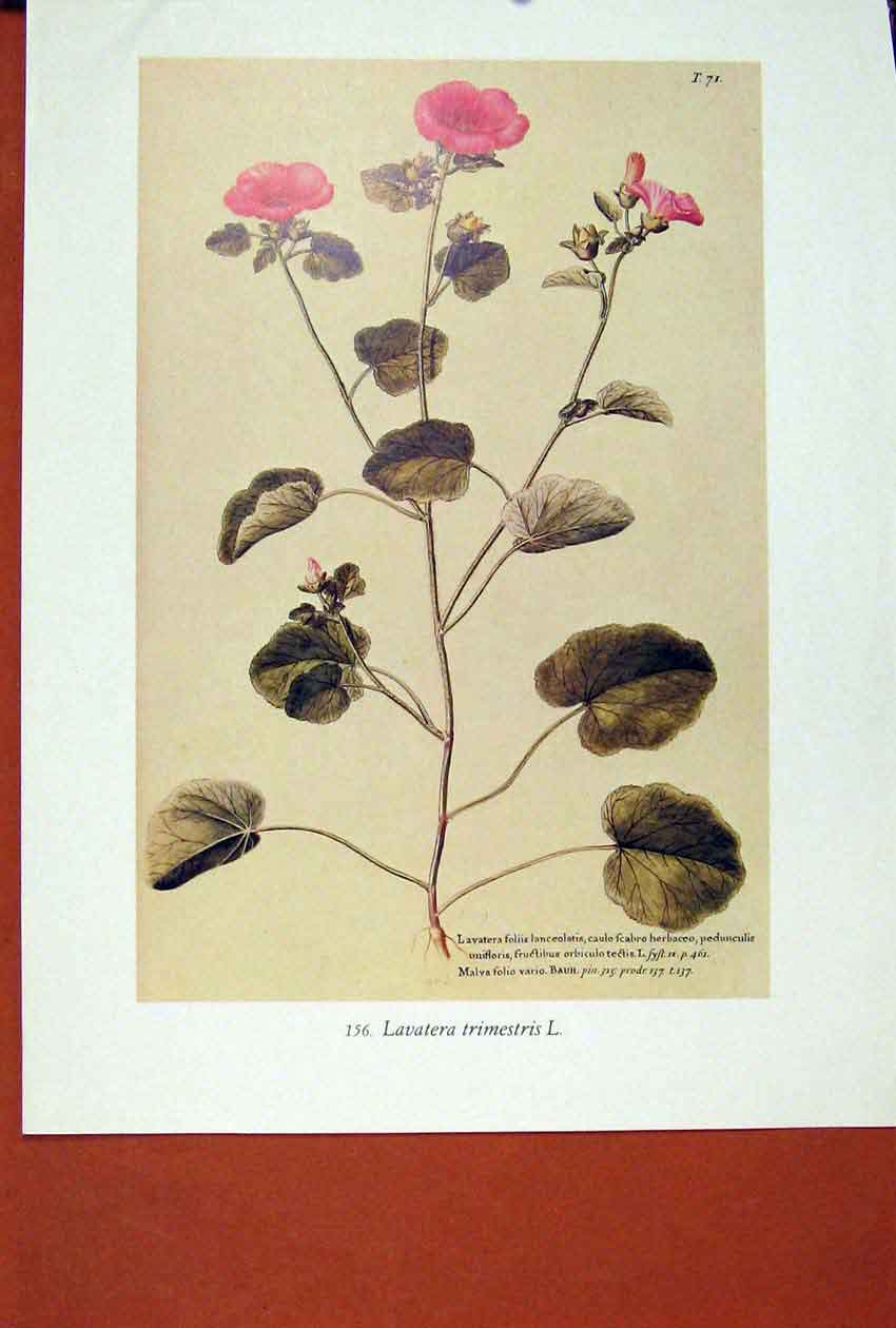 Original Old Antique Print Lavatera Trimestris Flower Plant Bush Color