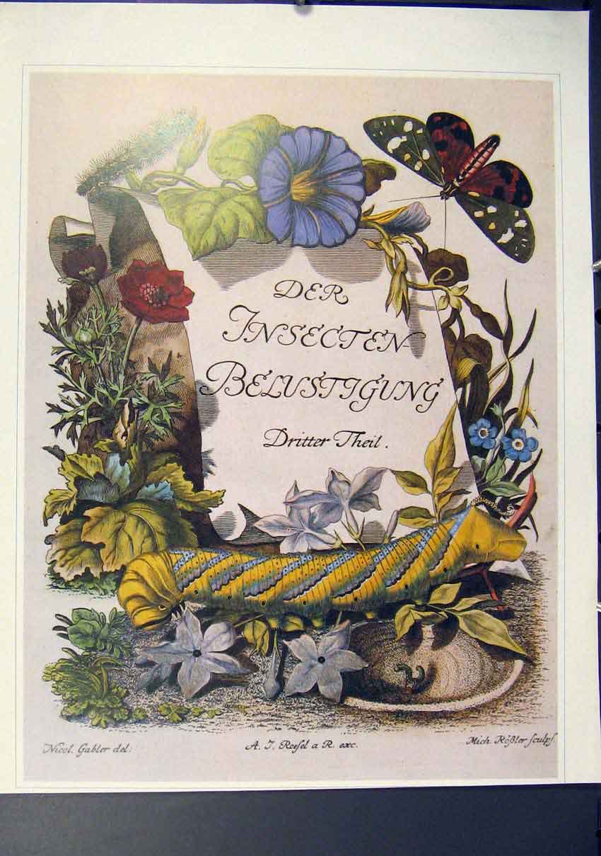 Original Old Antique Print Butterflies Moths Insects History Fine Art