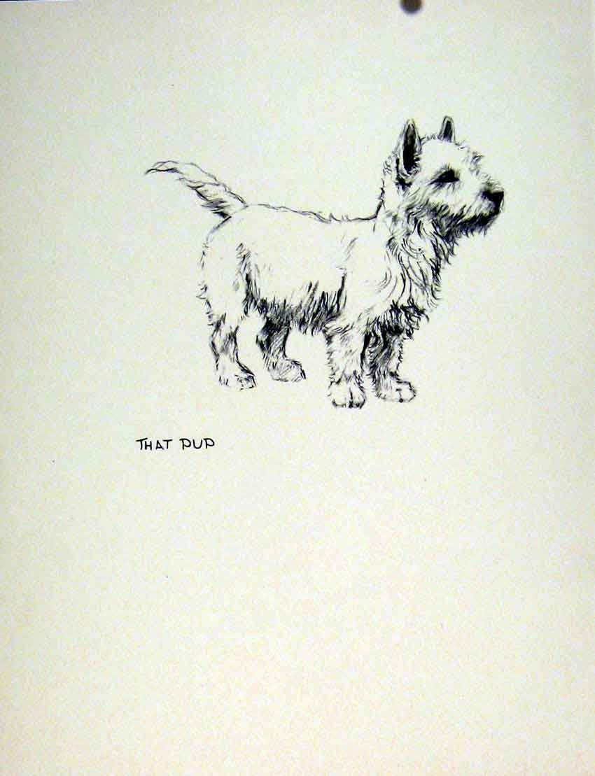 Original Old Vintage Print Pencil Sketch Dog Fine Art Hound Drawing C1936 Pet