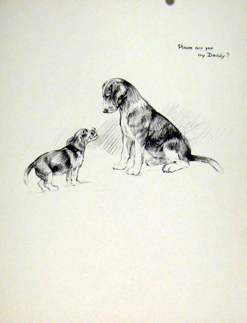 Original Old Antique Print Fine Art C1936 Sketch Dog Hound Drawing Pet Animal