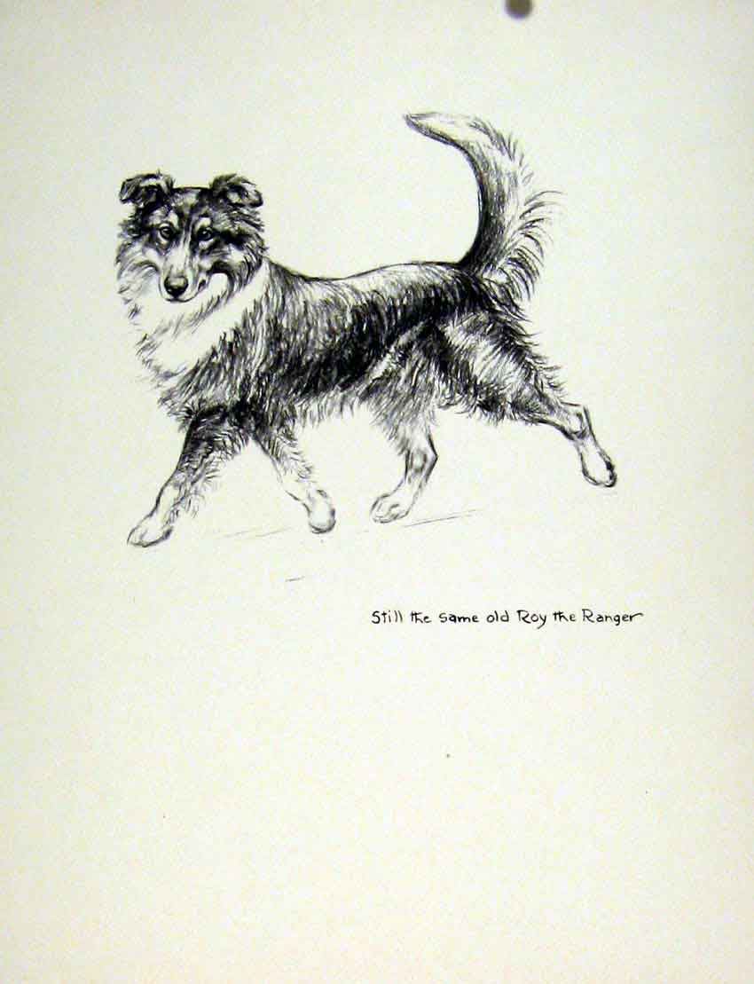 Original Old Antique Print Art C1936 Lassie Dog Hound Pencil Sketch 20th Century