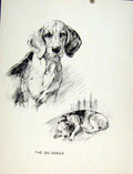 Old Vintage Print Bulmastive Pet Dog Animal Sketch Fine Art Drawing C1936 20th