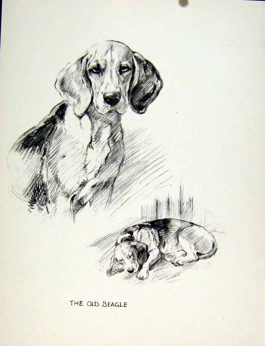 Old Vintage Print Bulmastive Pet Dog Animal Sketch Fine Art Drawing C1936 20th