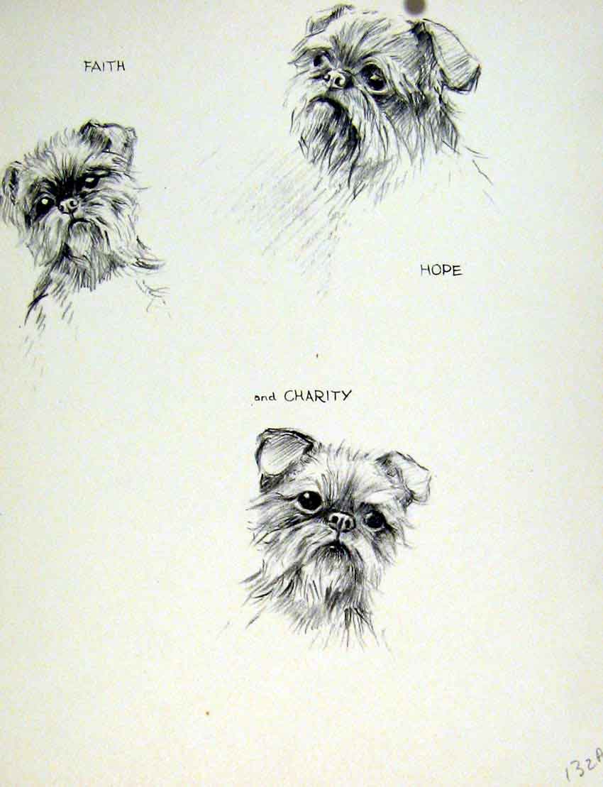 Original Old Vintage Print Dog Pencil Art Drawing Sketch Fine C1936 Pet Animal