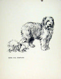 Original Old Antique Print Confabulation Dog Pencil Drawing Fine Art Sketch