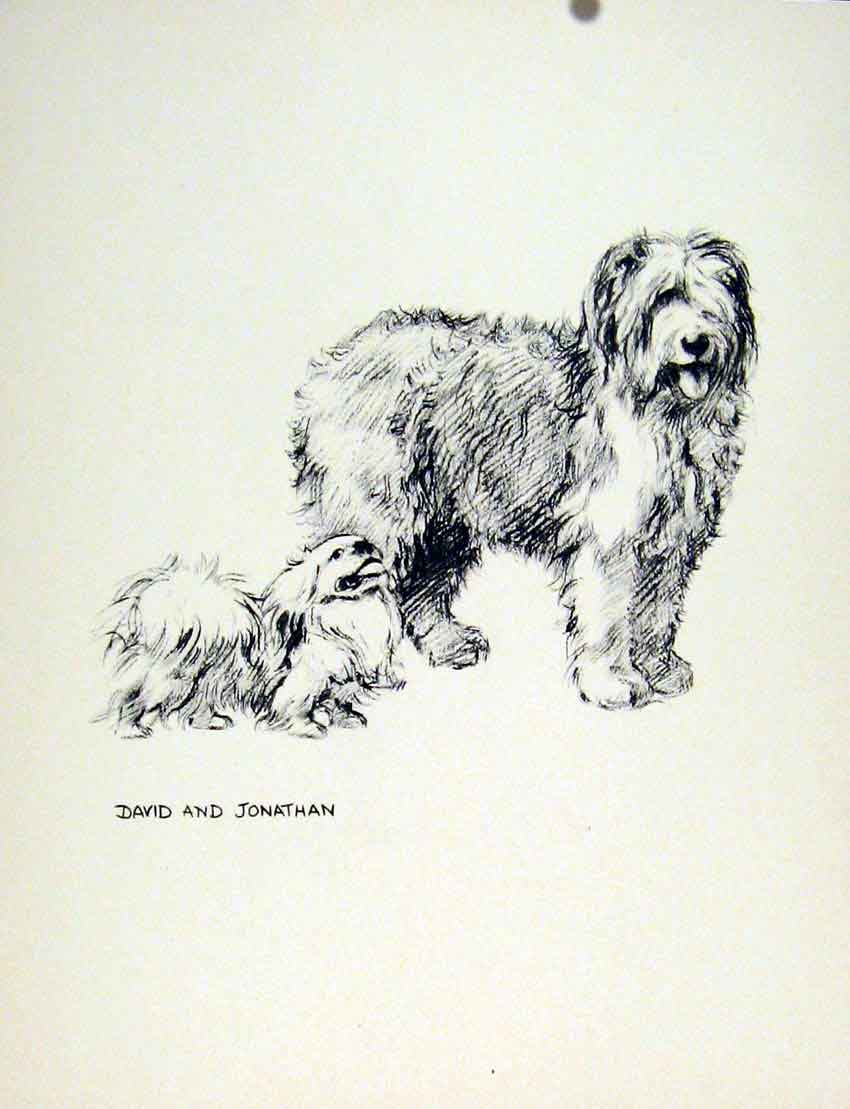 Original Old Antique Print Confabulation Dog Pencil Drawing Fine Art Sketch