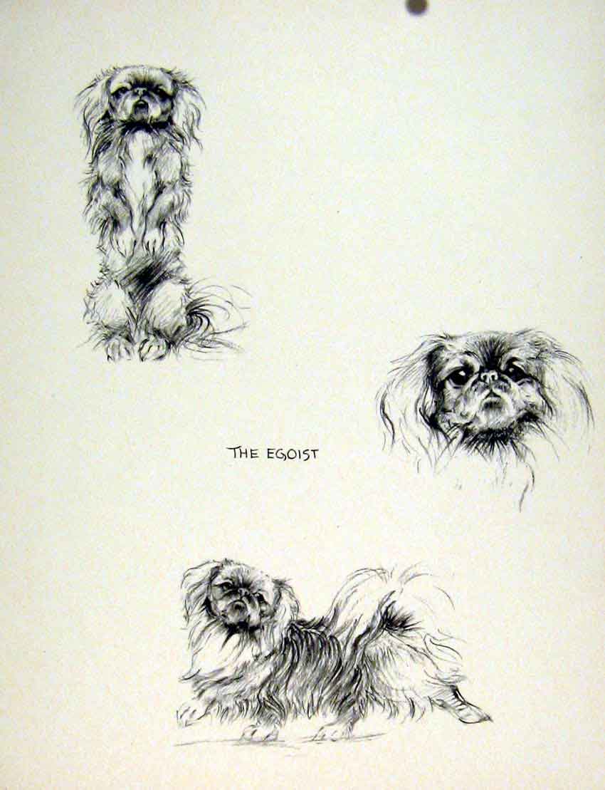 Original Old Antique Print Begging Dog Pet Animal Home Sketch Drawing Fine Art