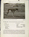 Original Old Antique Print Pariah Dog Southern Inland Palestine Photo Hound