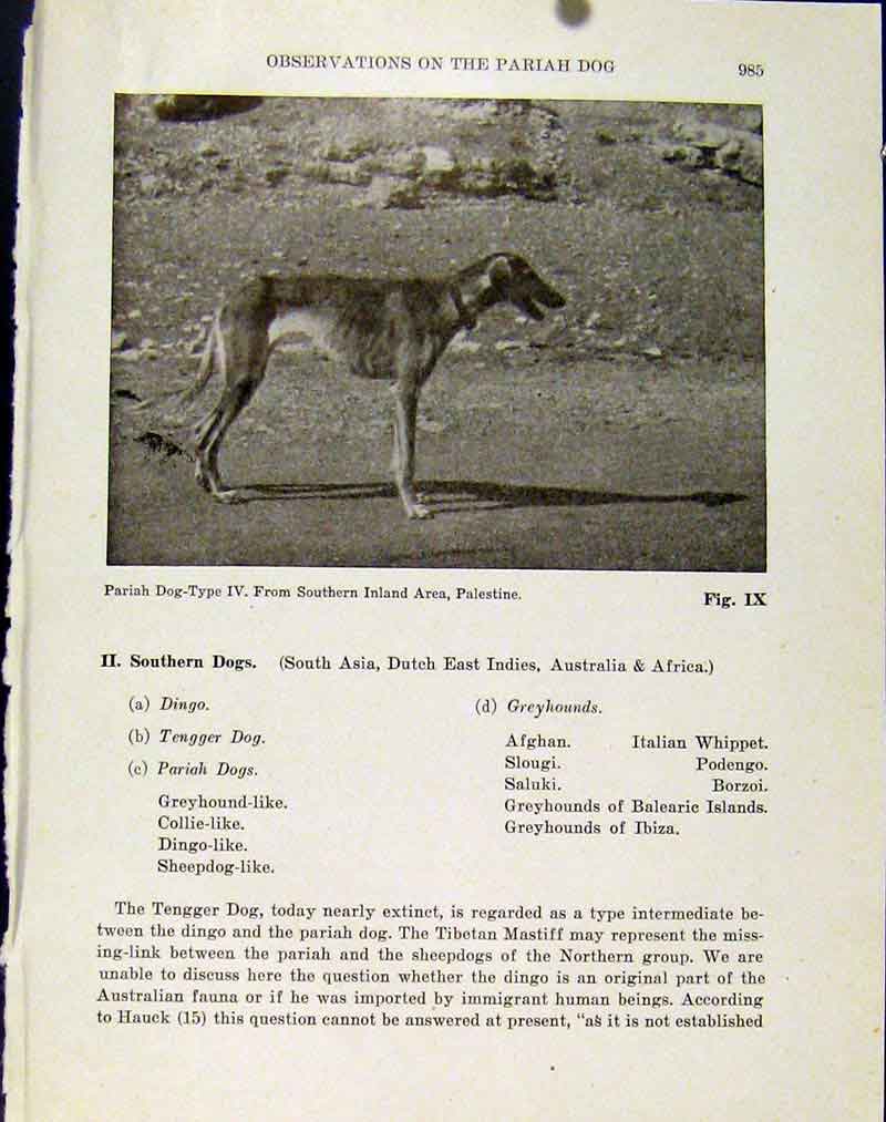 Original Old Antique Print Pariah Dog Southern Inland Palestine Photo Hound
