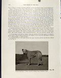 Original Old Antique Print Pariah Dog Northern Coastal Palestine Photo