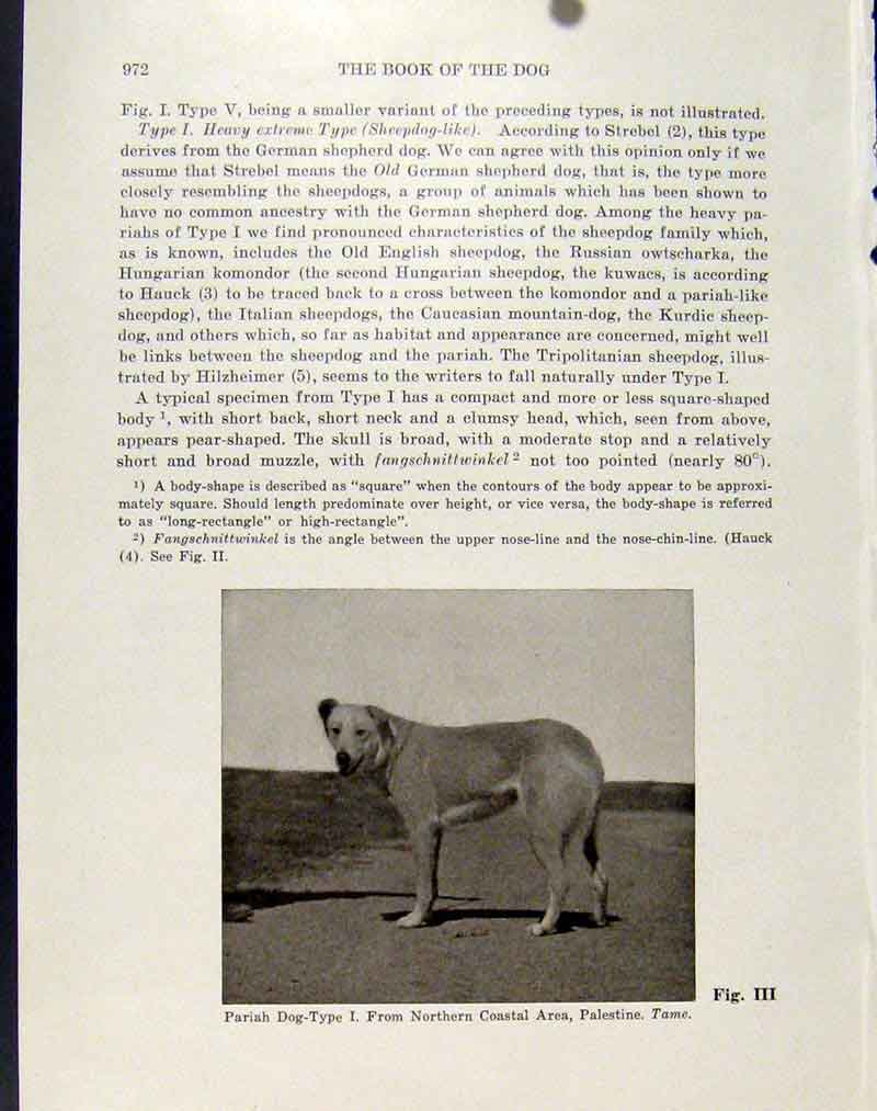Original Old Antique Print Pariah Dog Northern Coastal Palestine Photo
