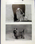 Original Old Antique Print King Charles Spaniel Crockshed Fine Art Photo