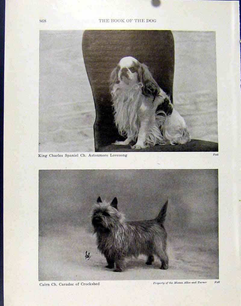 Original Old Antique Print King Charles Spaniel Crockshed Fine Art Photo
