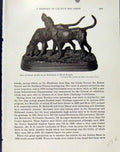 Original Old Antique Print Bronze Models Blood Hounds Rottweiler Dog 18th