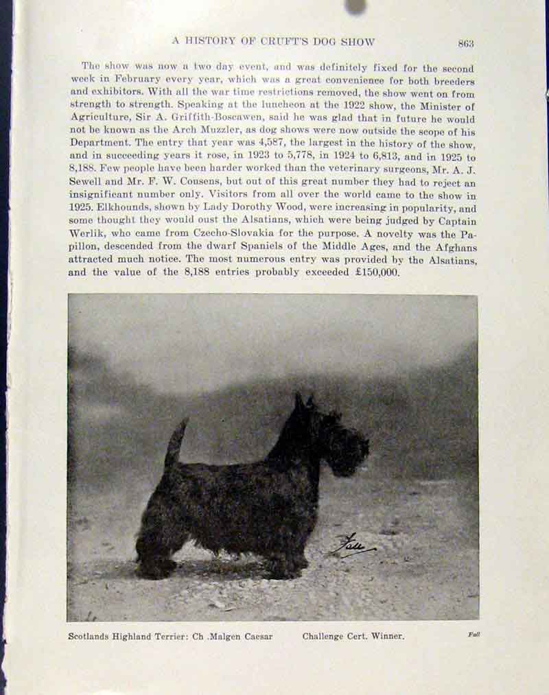 Original Old Vintage Print Scotslands Highland Terrier Photo C1940 Art 20th