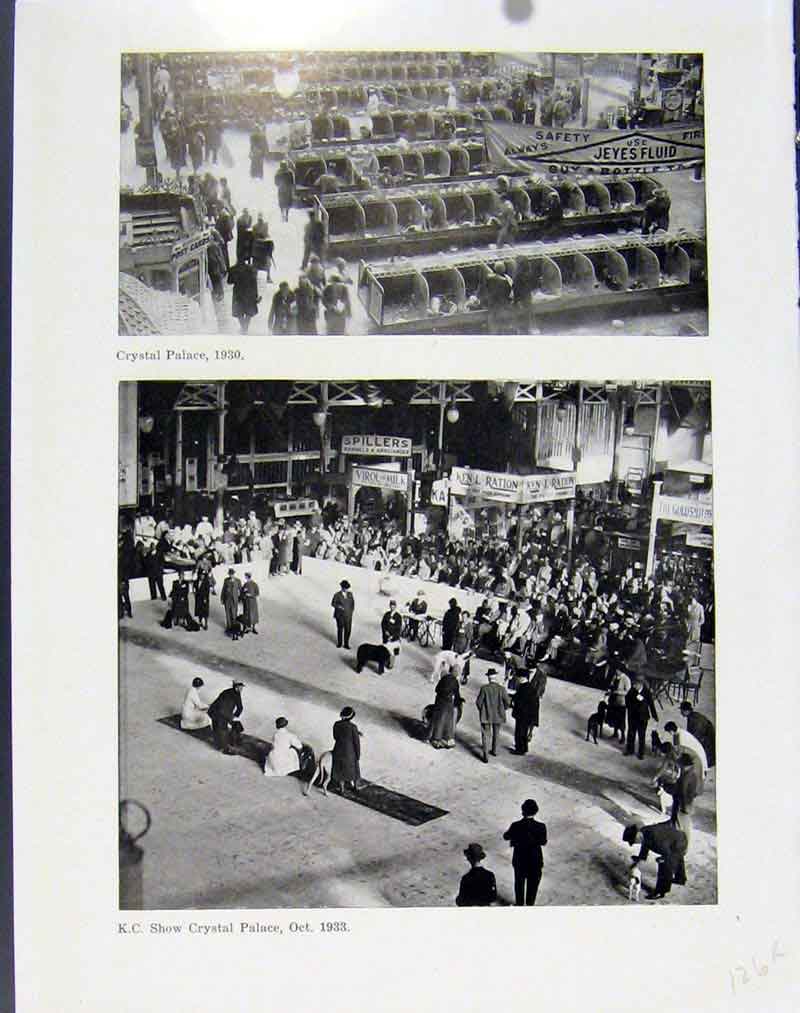 Old Antique Print Crystal Palace Show Shirley Founder Chairman Portraits