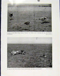 Old Antique Print Bitch Puppy Stakes Derby Stanbridge Wembley Stadium Art