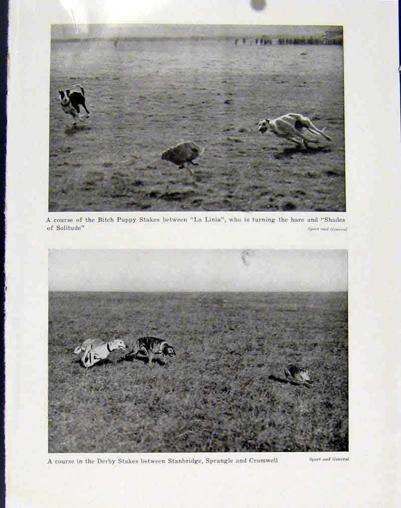 Old Antique Print Bitch Puppy Stakes Derby Stanbridge Wembley Stadium Art