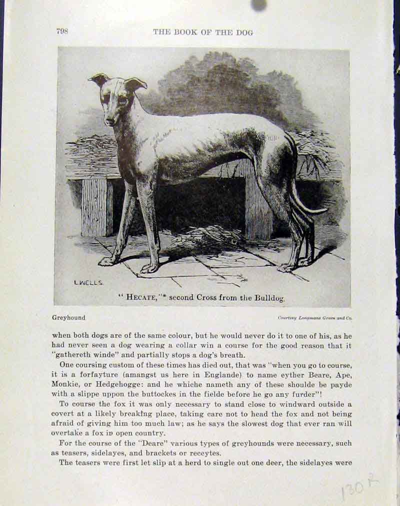 Original Old Vintage Print Hecate Bulldog Cross C1940 Fine Art Dog Hound 20th