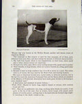 Original Old Vintage Print American Foxhound Photo Fine Art C1940 Dog 20th