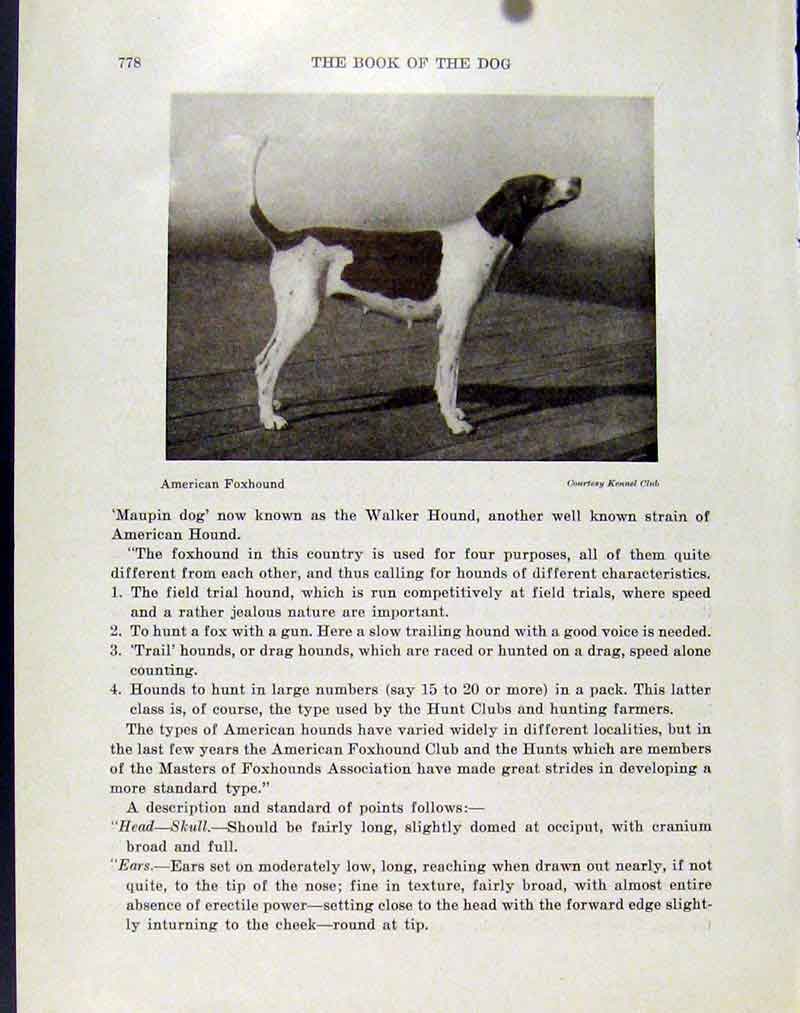 Original Old Vintage Print American Foxhound Photo Fine Art C1940 Dog 20th