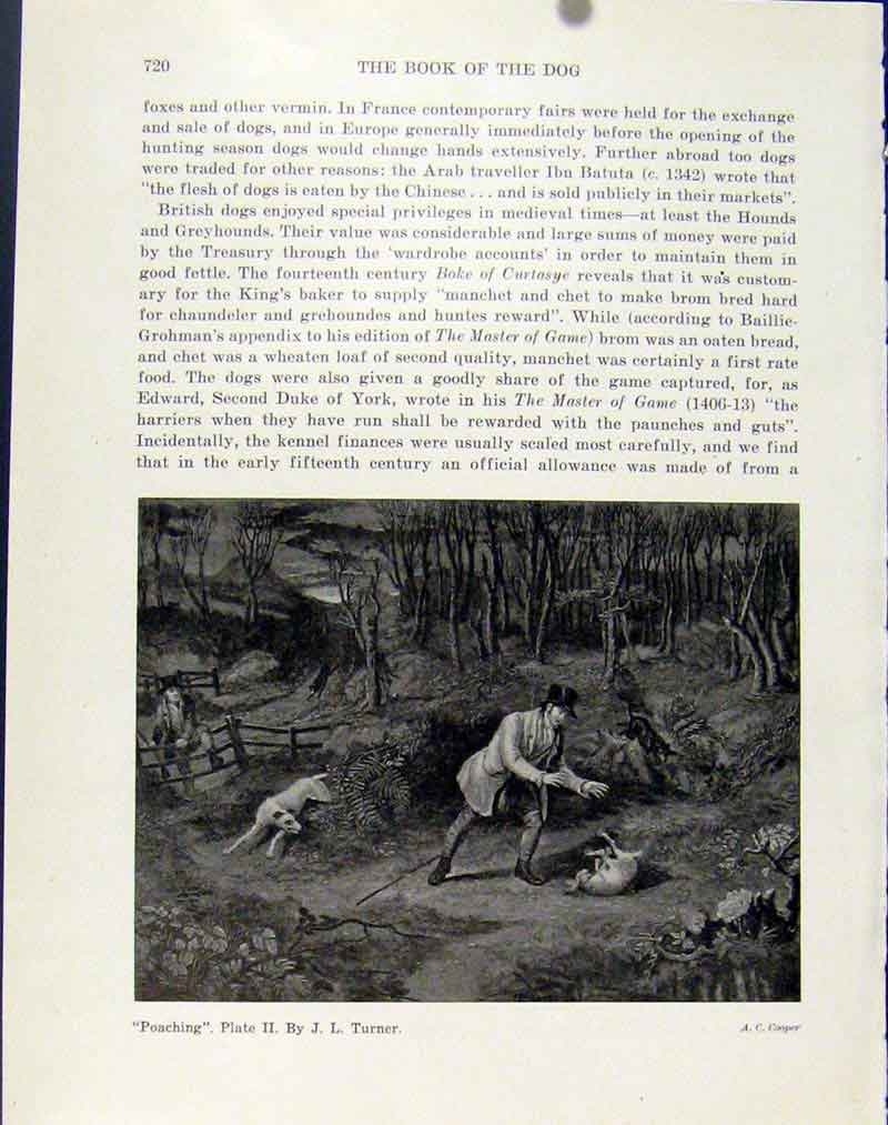 Original Old Vintage Print Poaching Fine Art Sketching Dog Animal C1940 20th