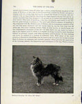 Original Old Antique Print Shetland Sheepdog Dog Rough Coated Working Collie