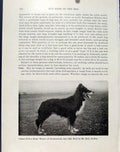 Original Old Vintage Print Dog Winner International Ayr Telfers Haig C1940 20th