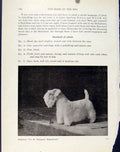 Original Old Antique Print Dog Hound Photograph Sealyham Fine Art Pet