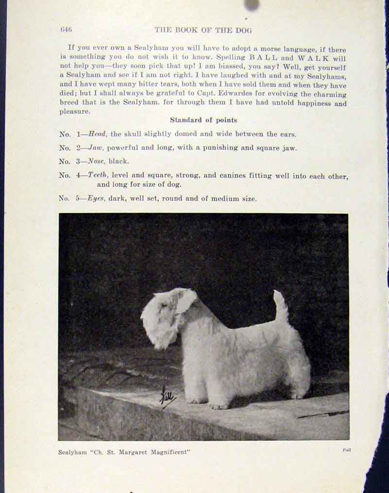 Original Old Antique Print Dog Hound Photograph Sealyham Fine Art Pet