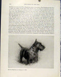 Original Old Antique Print Highland Scottish Dog Hound Pet Animal Photo