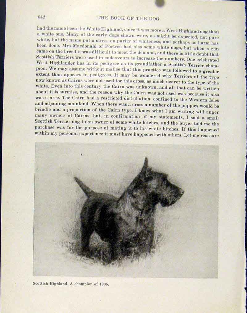 Original Old Antique Print Highland Scottish Dog Hound Pet Animal Photo