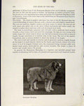 Original Old Antique Print Fien Art Photograph Rumanian Sheepdog Hound
