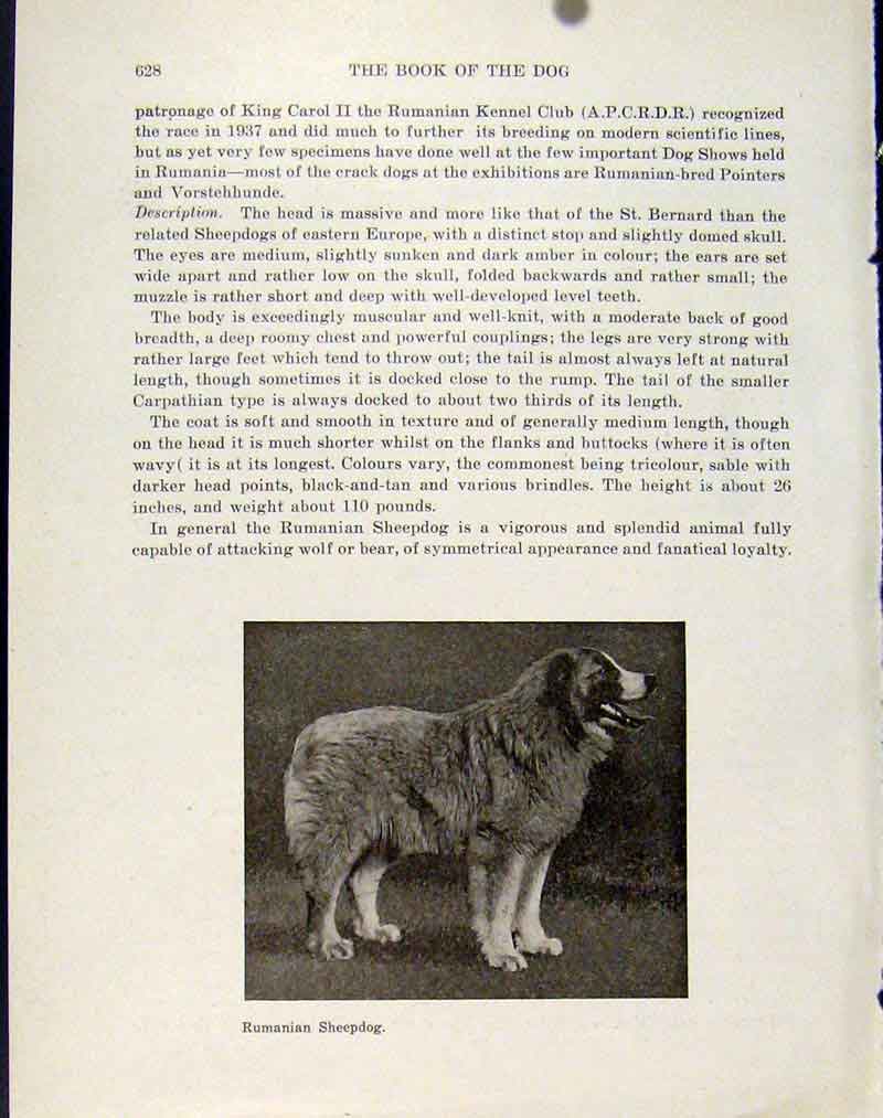Original Old Antique Print Fien Art Photograph Rumanian Sheepdog Hound