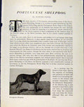 Original Old Antique Print Portuguese Sheepdog Dog Hound Photograph