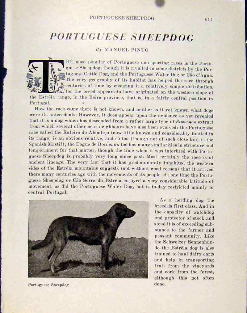 Original Old Antique Print Portuguese Sheepdog Dog Hound Photograph