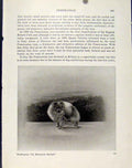 Original Old Antique Print Pomfranian Dog Hound Animal Pet Photo Art