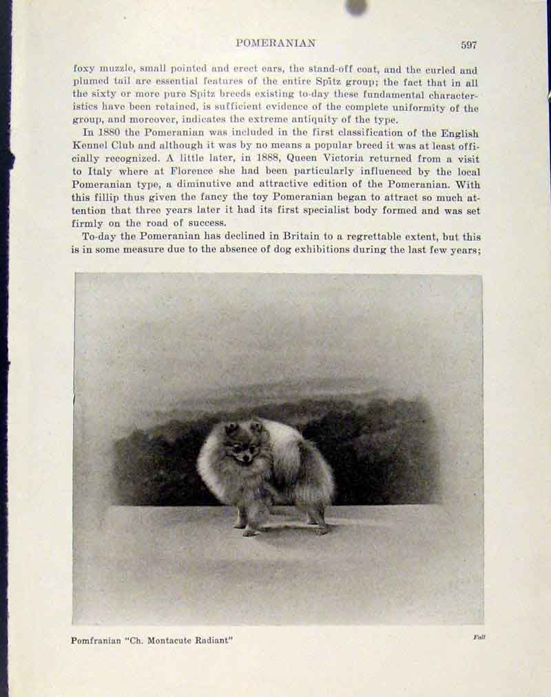 Original Old Antique Print Pomfranian Dog Hound Animal Pet Photo Art