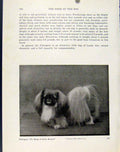 Original Old Antique Print Photo Pekingese Dog Hound Pet Animal Small