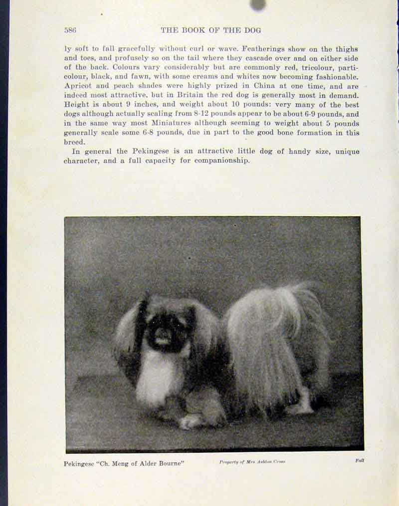 Original Old Antique Print Photo Pekingese Dog Hound Pet Animal Small